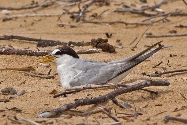 A Little Tern sitting on its nest in the sand