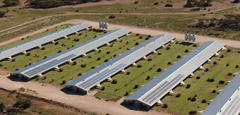 Rows of chicken sheds with solar panels on the roofs.