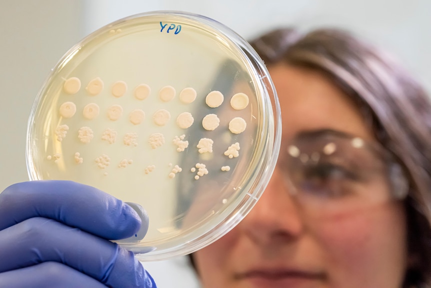 Person looking at yeast in a petri dish. 