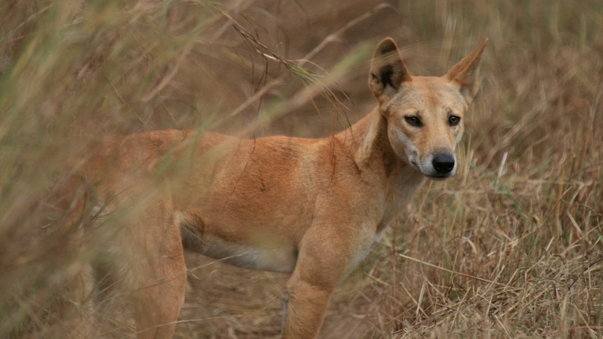 A dingo surrounded by dried grass