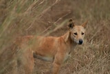 A dingo surrounded by dried grass