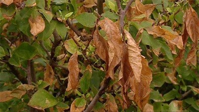 Heatwave Affected Plants