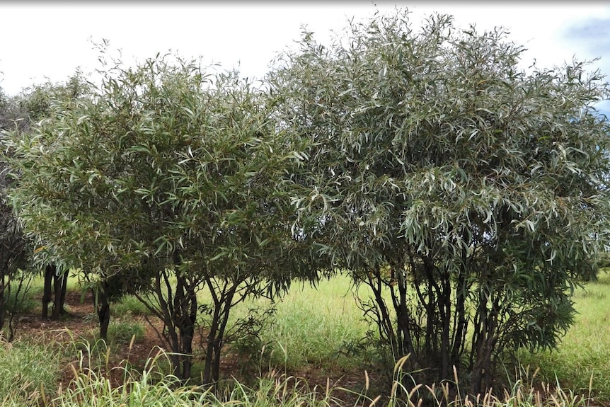 A line of medium sized brigalow trees. They have several thin trunks and branches with a busy canopy of long thin leaves 