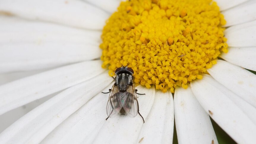 A close-up of a bush fly (Musca vetustissima) on a flower