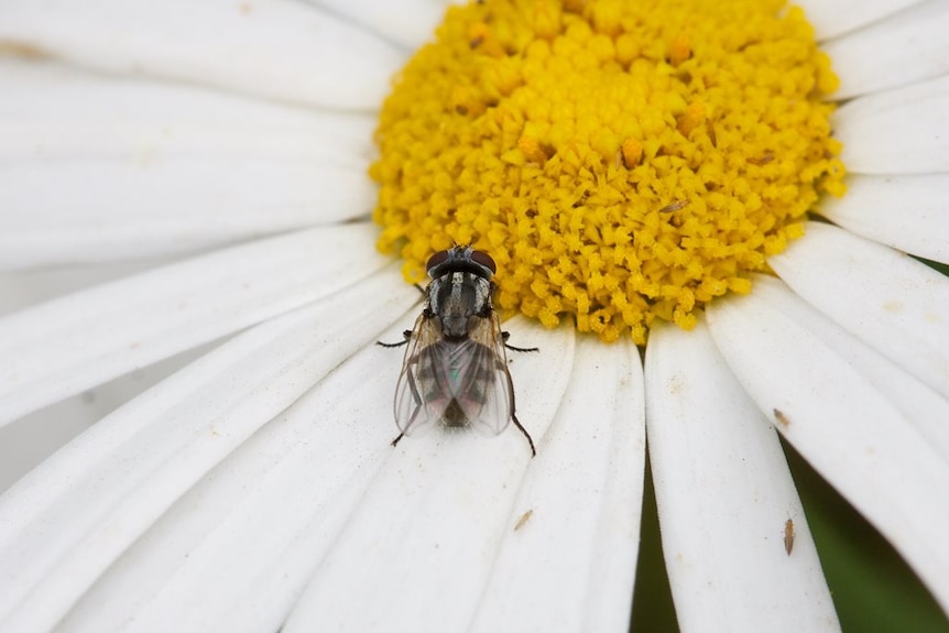 A close-up of a bush fly (Musca vetustissima) on a flower
