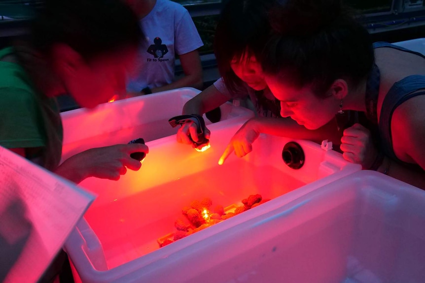 Researchers watching for coral spawning under red lights in the National Sea Simulator.