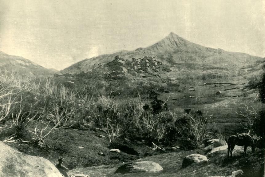 A black and white image of a mountain surrounded by shrubbery.