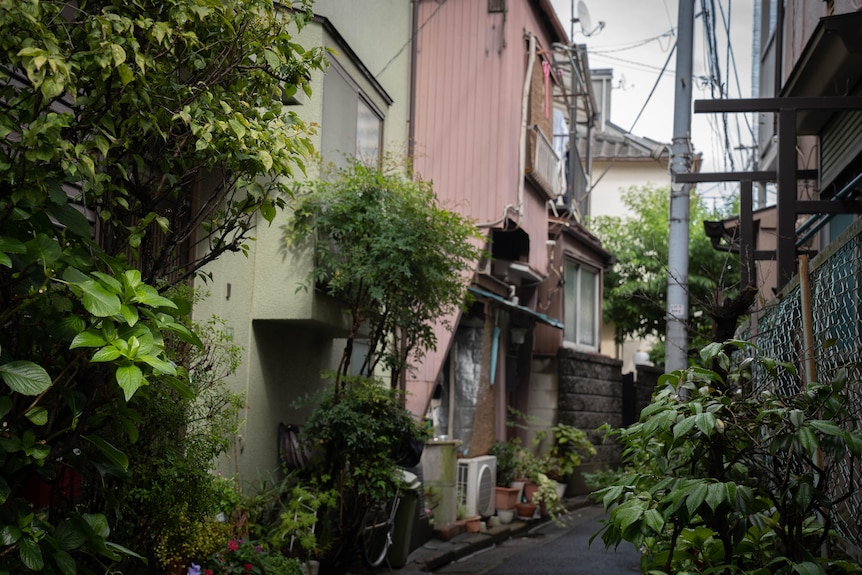 Buildings tucked tightly together in a narrow laneway, with plants and trees growing along the sides