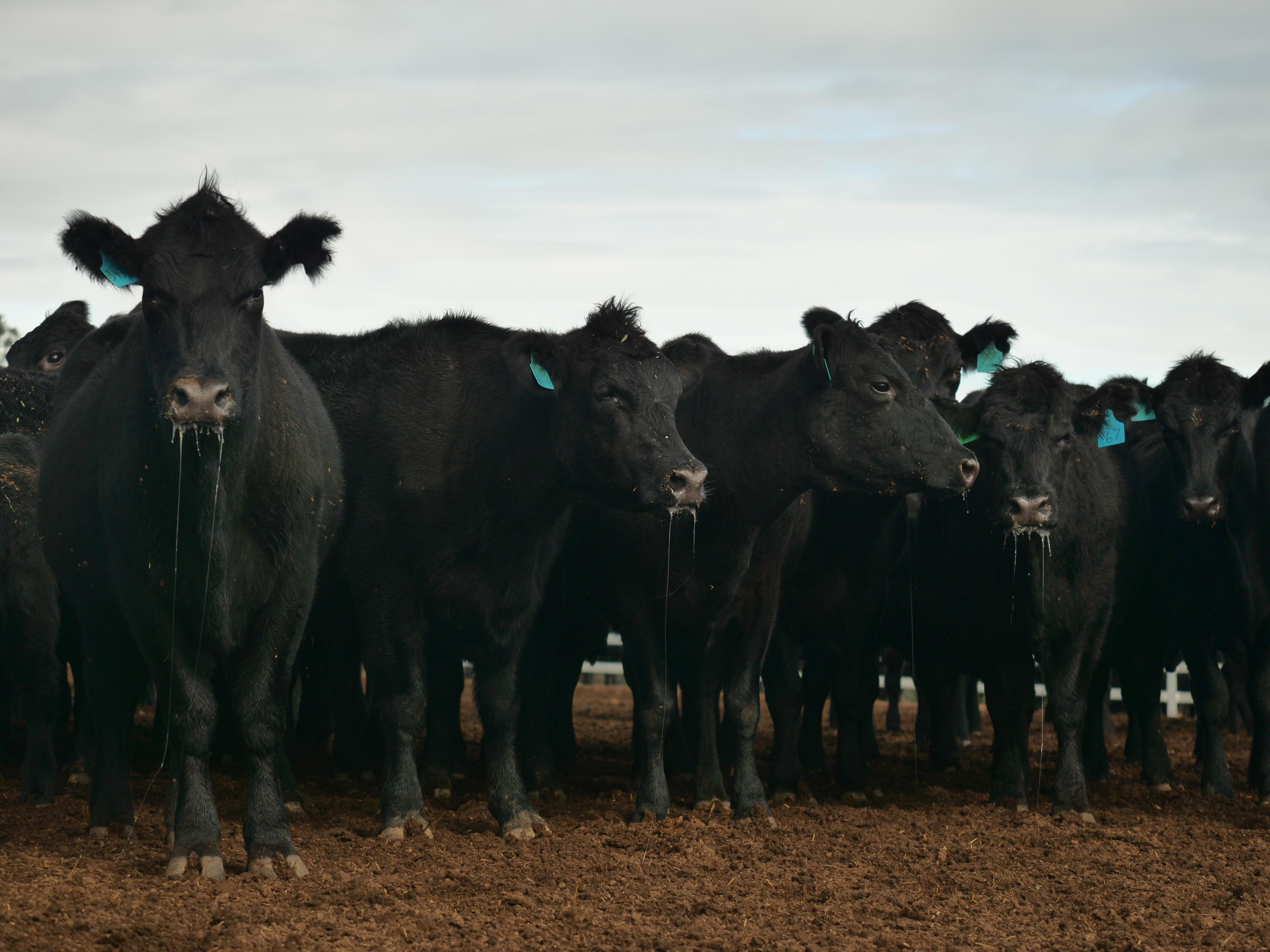 A mob of black cows standing in a muddy yard
