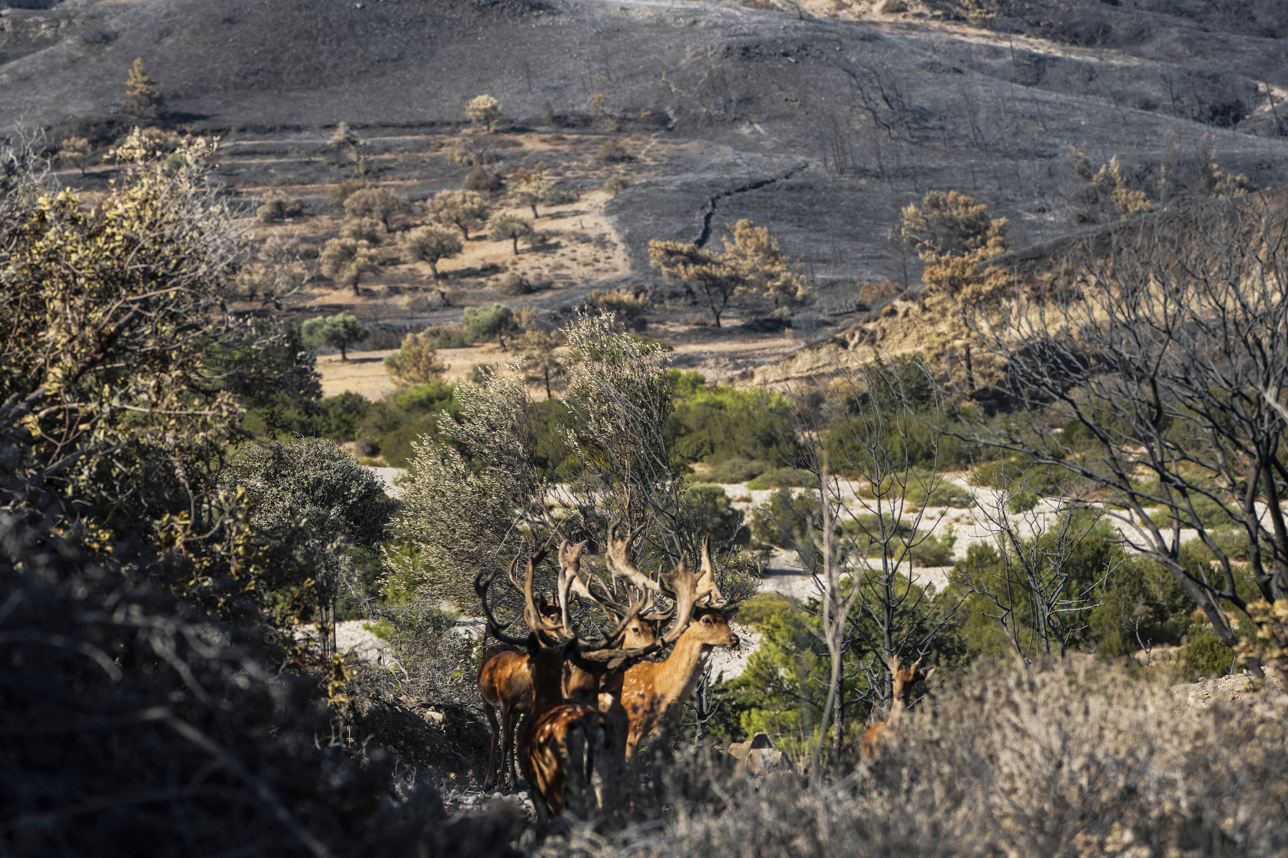 Deer stands in a burnt forest 