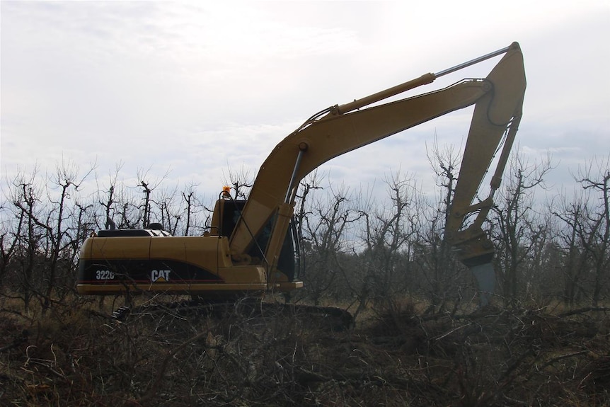 Ripping out the trees