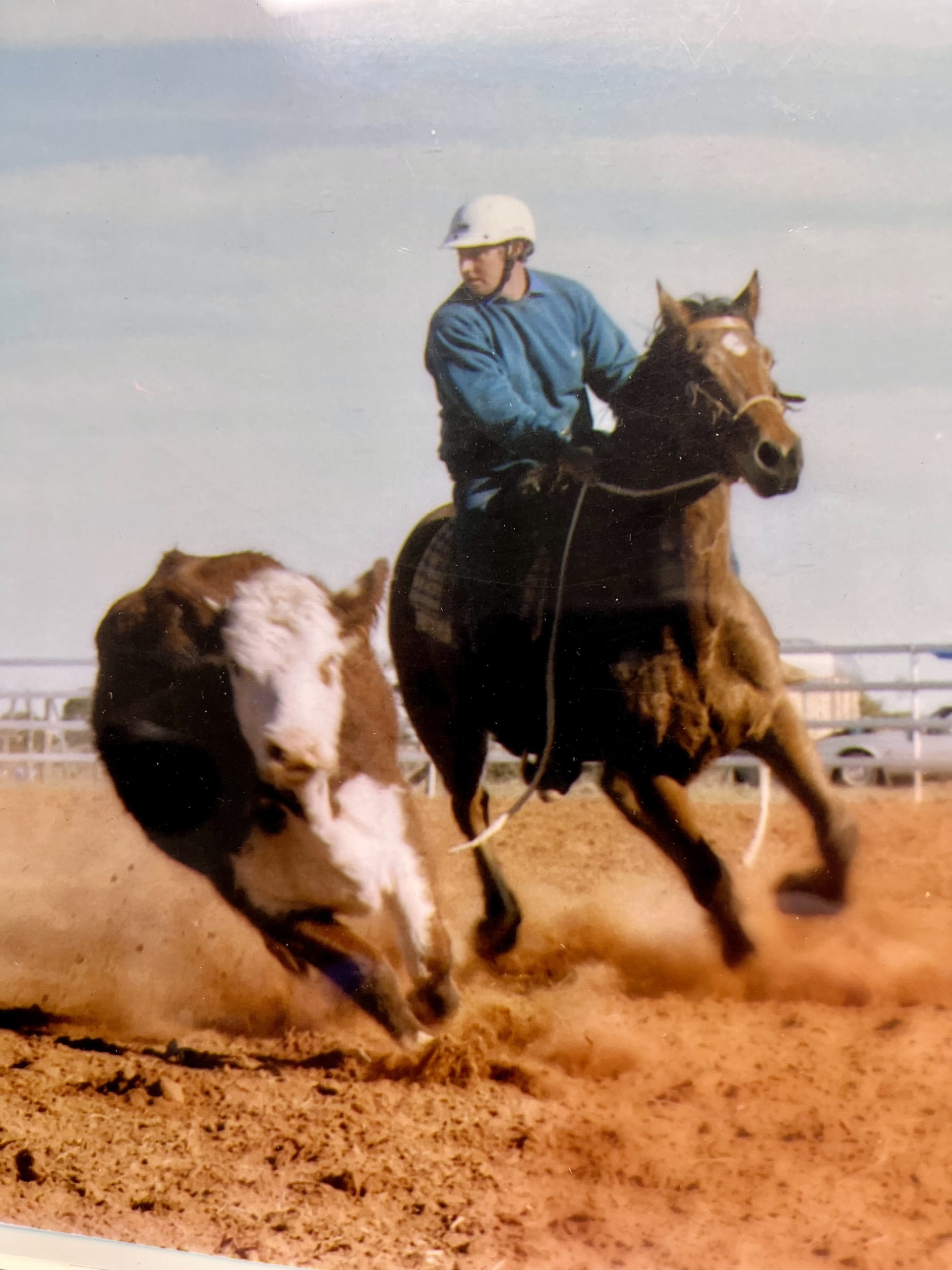 a cow and a horse with a horserider in a blue shirt and helmet 