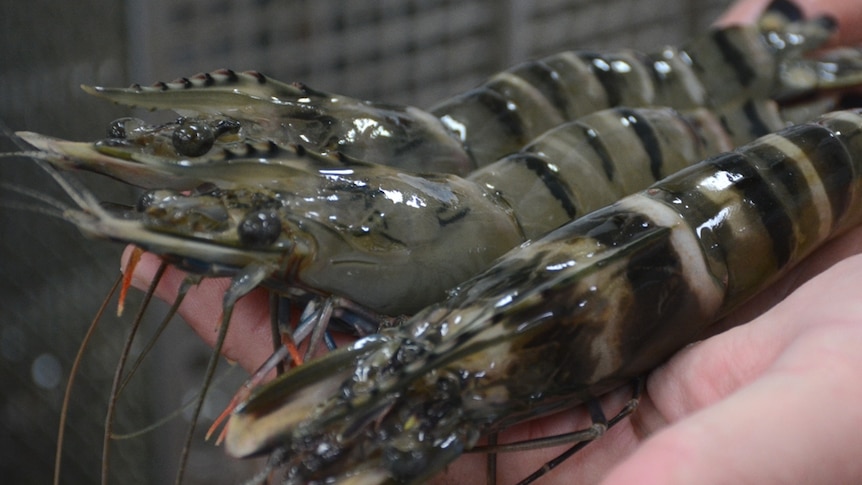 Tiger prawns straight out of the water at Australian Prawn Farms in Ilbilbie.