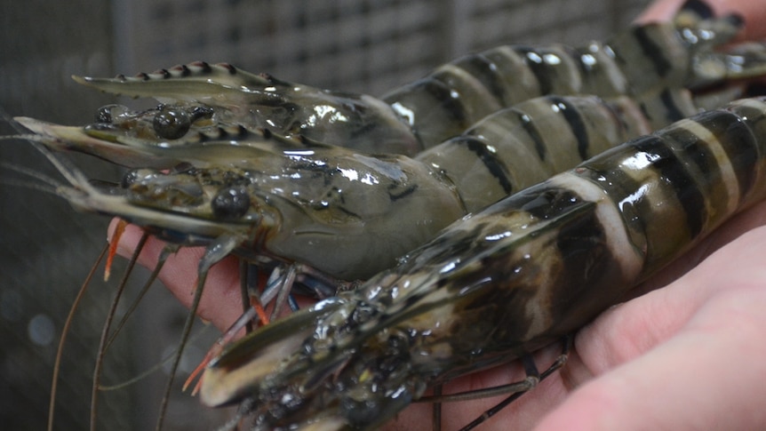 Tiger prawns straight out of the water at Australian Prawn Farms in Ilbilbie