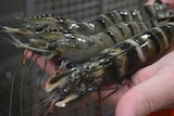 Tiger prawns straight out of the water at Australian Prawn Farms in Ilbilbie.