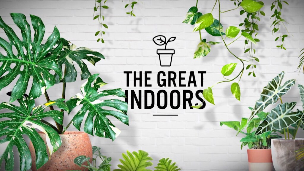 Graphic with indoor plants and the text 'The Great Indoors'