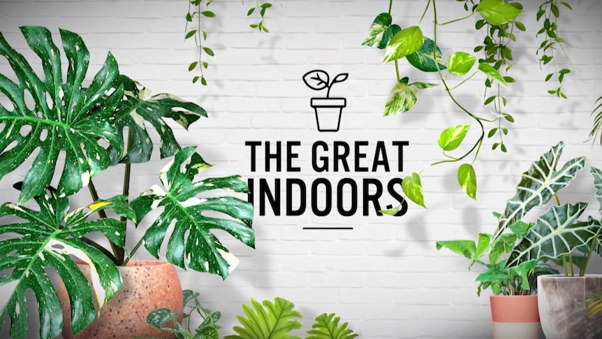 Graphic with indoor plants and the text 'The Great Indoors'