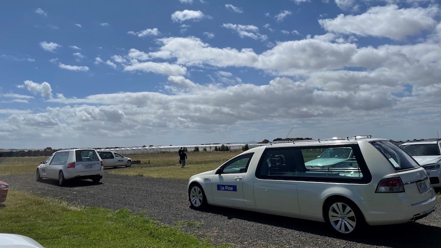 Three white hearse drive on a road in a park.