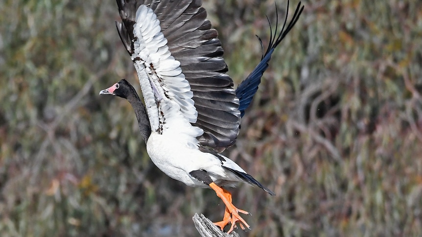 A black and white bird flying away from a tree with bush in the background