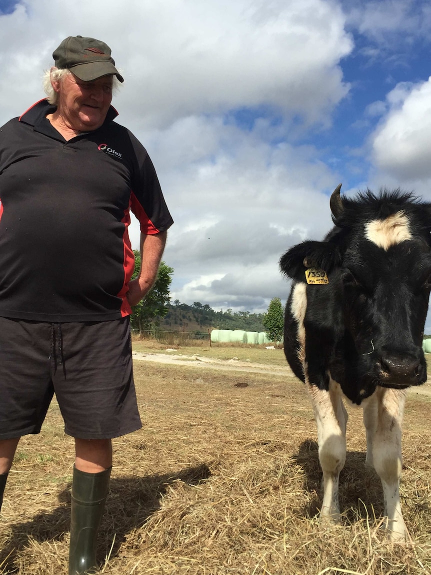 Joe stands next to cow in field.