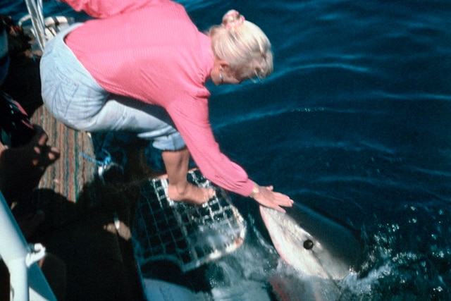 A woman with a pink shirt and jeans leaning off the back of a boat and touching the head of a great white shark in the water.