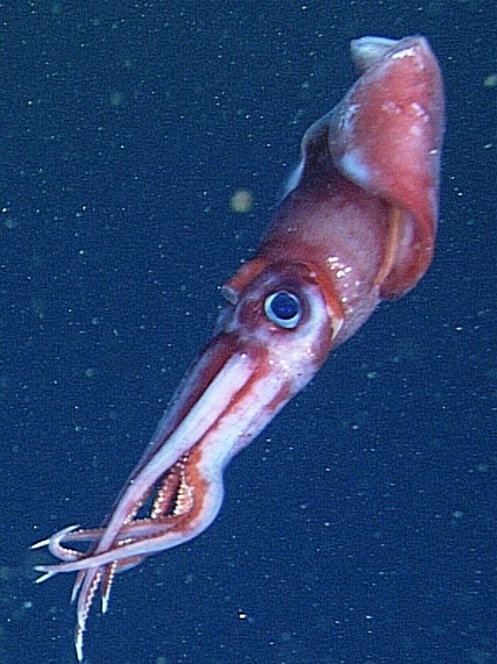 The male octopoteuthis deletron squid has been found to mate as frequently with fellow male squids as with females.