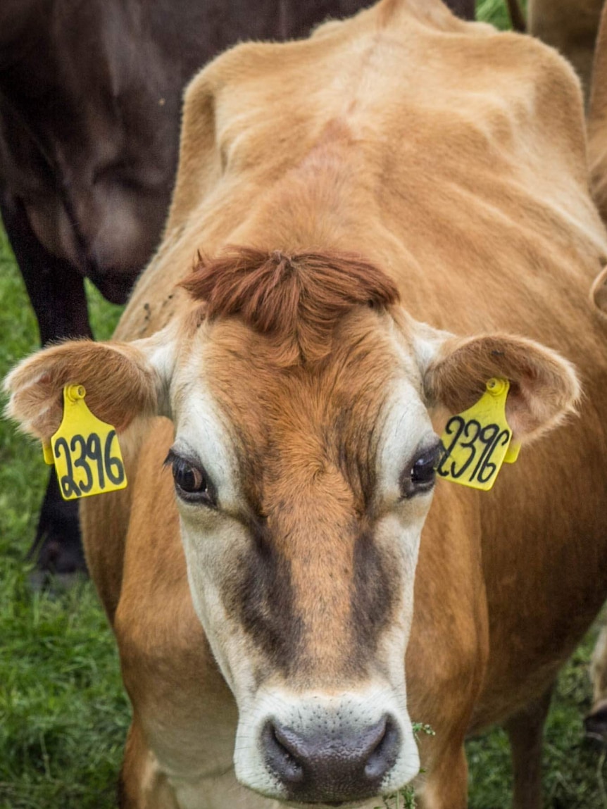 One of David Williams' 300 jersey cows.