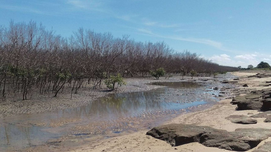 Three metre high mangroves trees are all grey without a single leaf on their branches