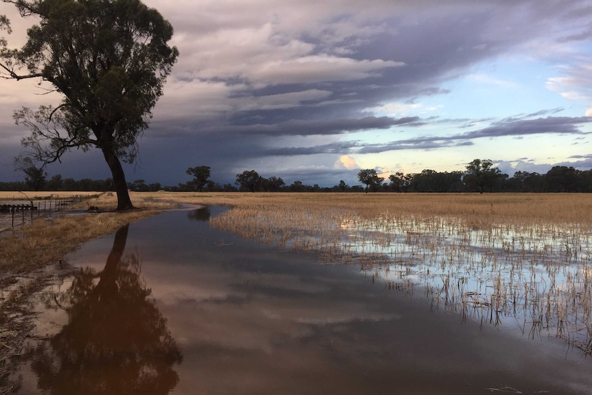 Flooded paddocks at Boorhaman against a stormy sky.