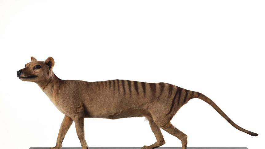 A photo of a taxidermied Tasmanian Tiger. Long, lean marsupial with stripes on its back and looks like a little like a dog.