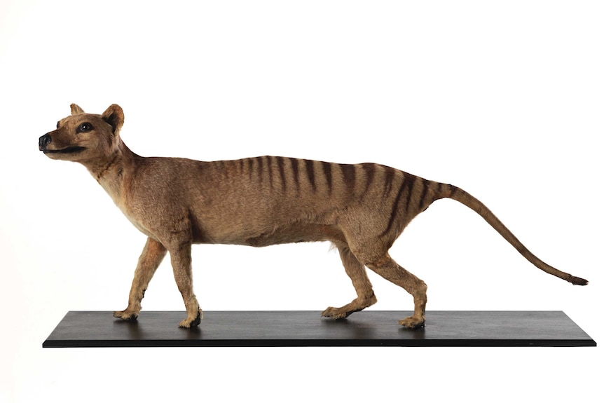 A photo of a taxidermied Tasmanian Tiger. Long, lean marsupial with stripes on its back and looks like a little like a dog.