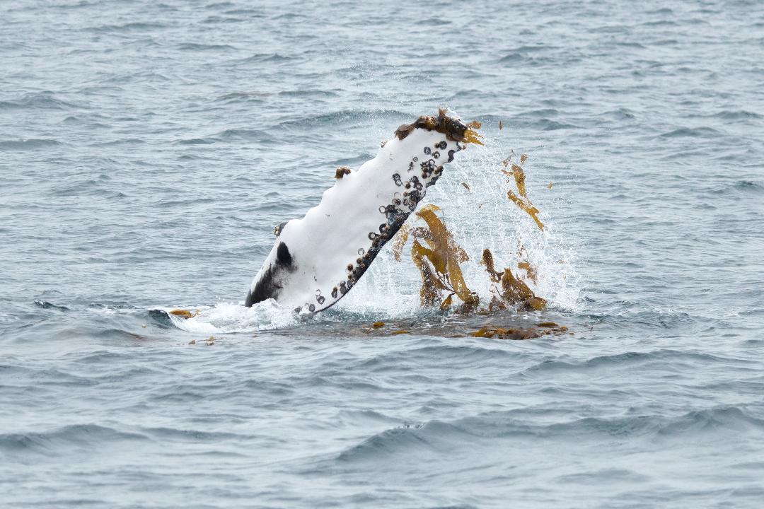 ОХОТА НА СИНЕГО КИТА - ГТА 5 ОНЛАЙН - YouTube