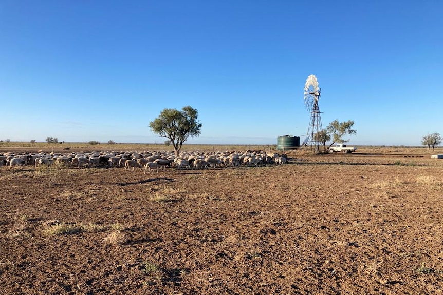 Dorper sheep on a paddock with a water tank and windmill in the distance
