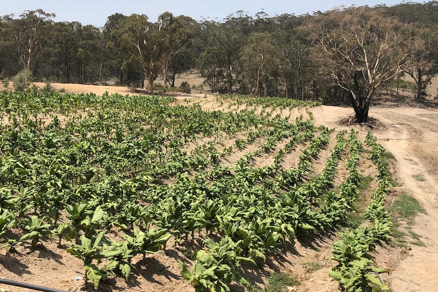 Plants stand in rows across a paddock. Trees surround the paddock.