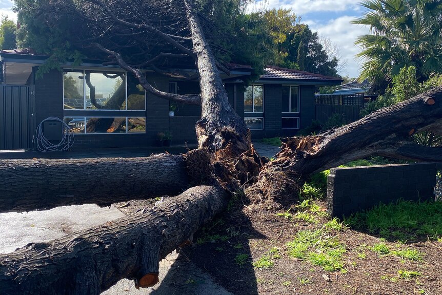 A tree split at the bottom lies in several different directions over the front yard of a house, including over the house itself.