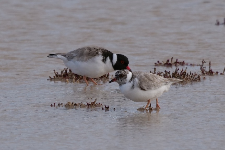 two hooded plovers poking in the sand standing in shallow water 