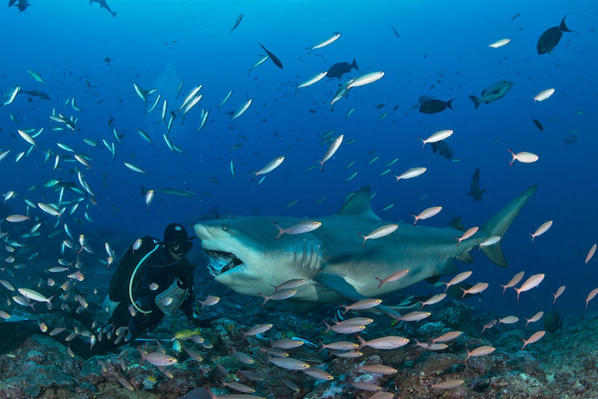 Man feeds a large bull shark