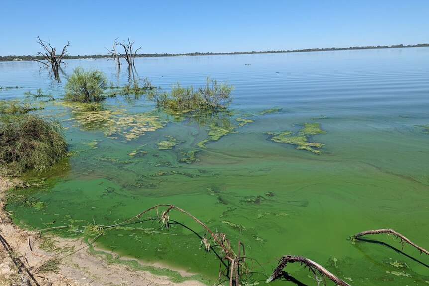 Lake with green algae floating