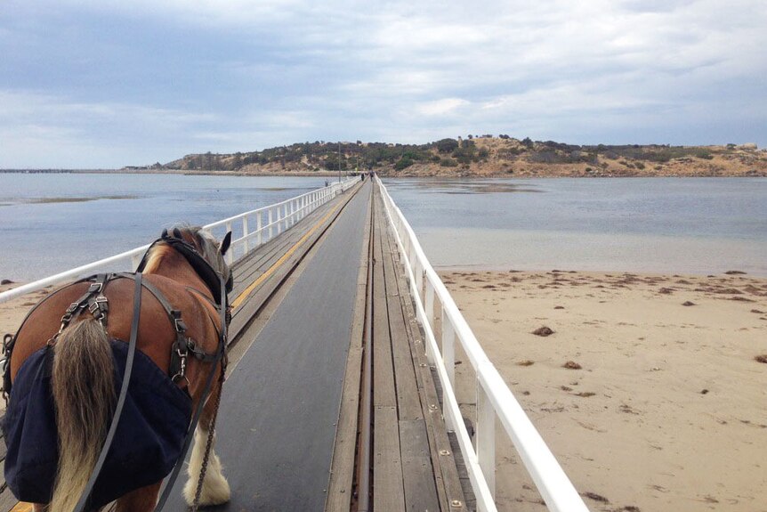 A horse, which pulls a tourist tram, crosses the causeway to Granite Island at Victor Harbor.