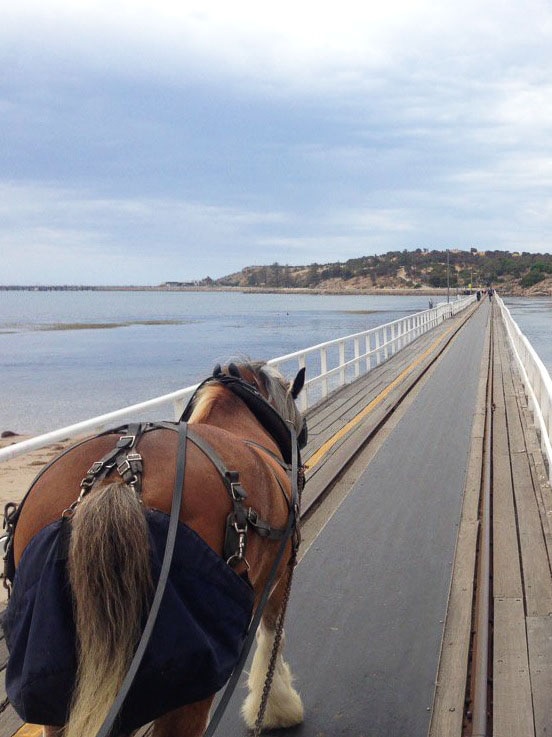 A horse, which pulls a tourist tram, crosses the causeway to Granite Island at Victor Harbor.