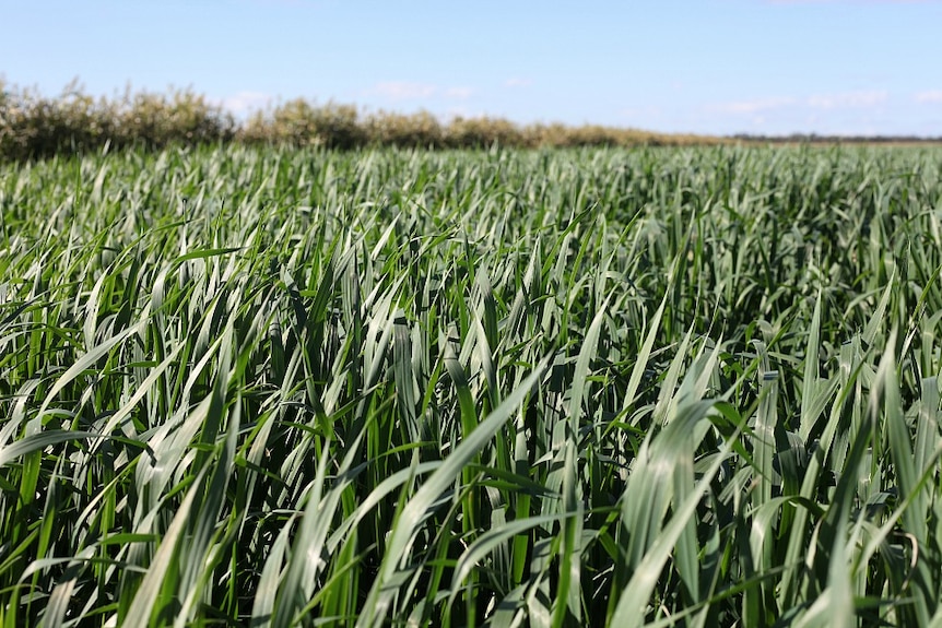 Oats growing on dried-up lake bed