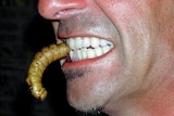 A man eats a grub.