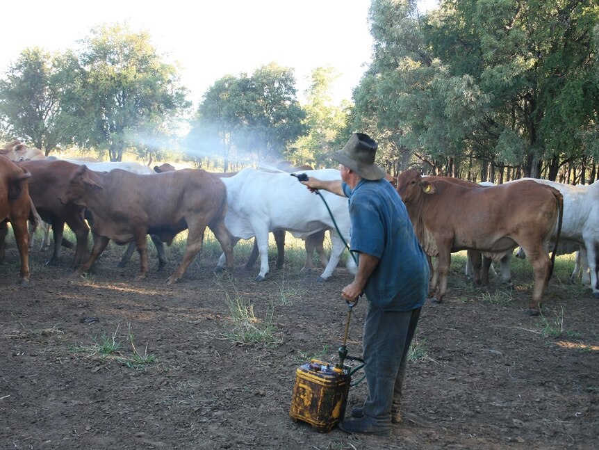 Mervyn Mason spraying the cattle at Oombabeer with oil based spray infused with garlic and neem oil