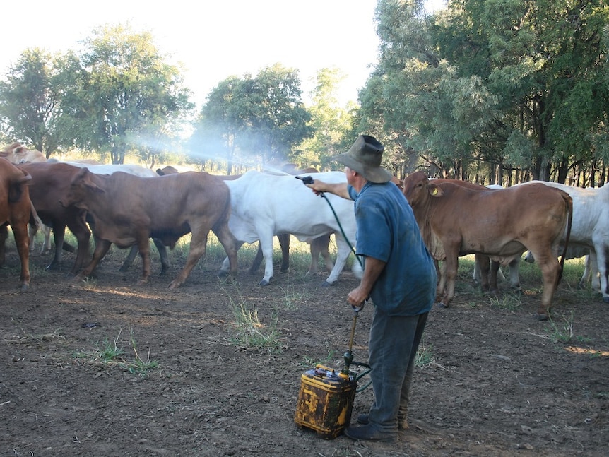 Mervyn Mason spraying the cattle at Oombabeer with oil based spray infused with garlic and neem oil