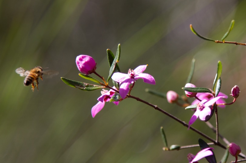 Bee and Ledum Boronia