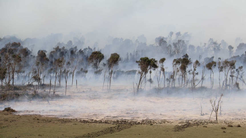 Tea trees and eucalypts bend in the wind amidst smoke rising up from the peat earth