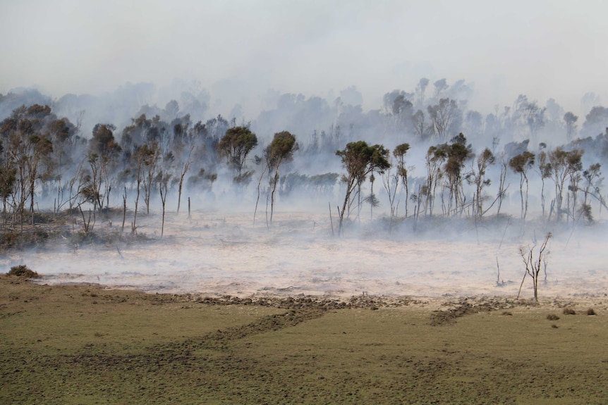 Tea trees and eucalypts bend in the wind amidst smoke rising up from the peat earth