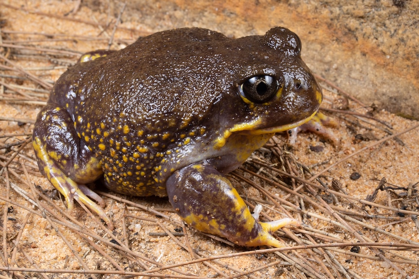 A close up, high-quality image of a stout brown frog with yellow spots on its belly and legs 