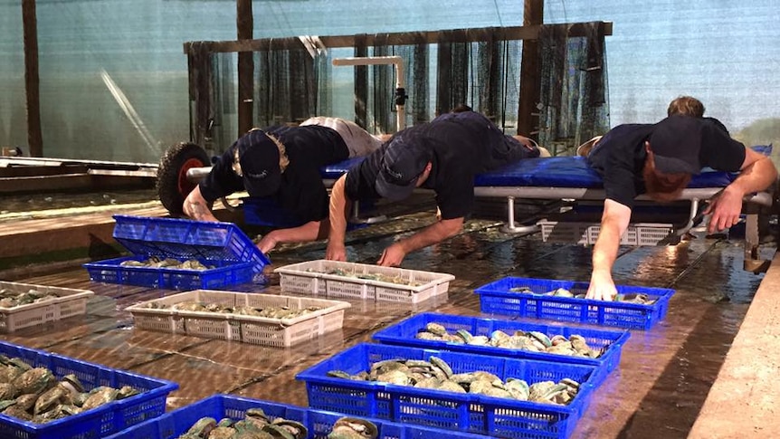 Workers lay on their stomachs on a platforms above shallow pools filled with abalone.
