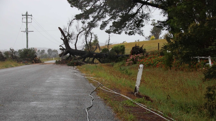 A fallen tree pulled down powerlines in Tasmania.